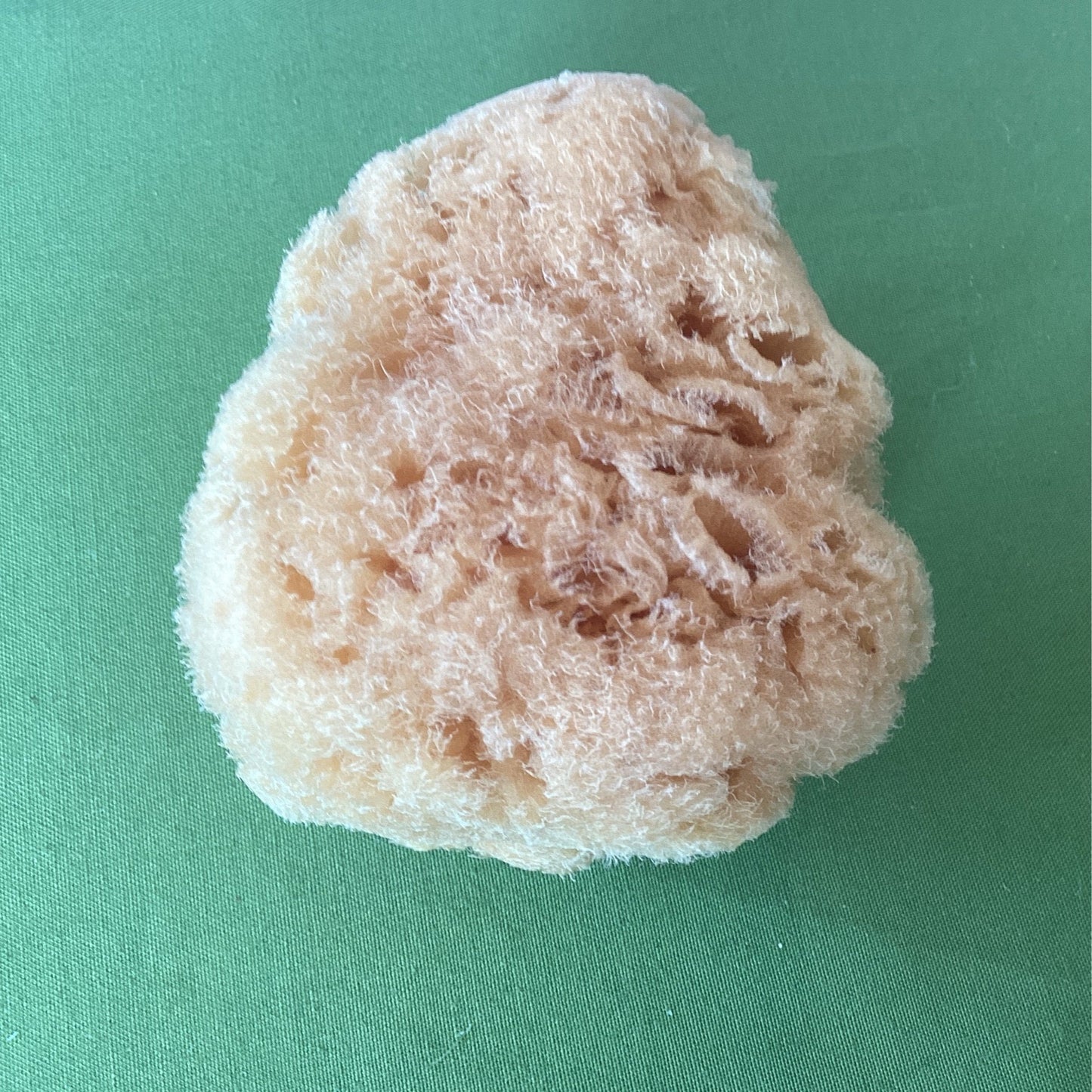 Sea Sponge