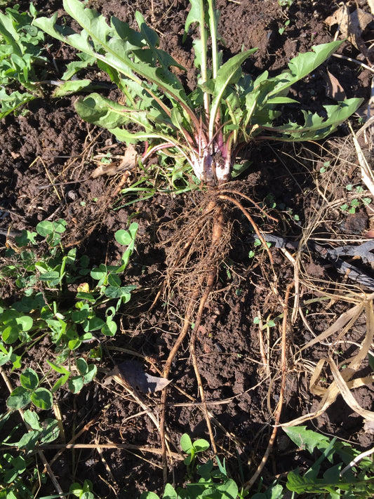 Dandelion root fresh from the dirt