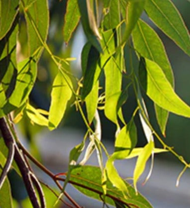 Eucalyptus Globulus Essential Oil
