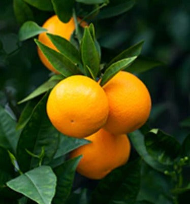 Sweet Orange Essential Oil, Organic