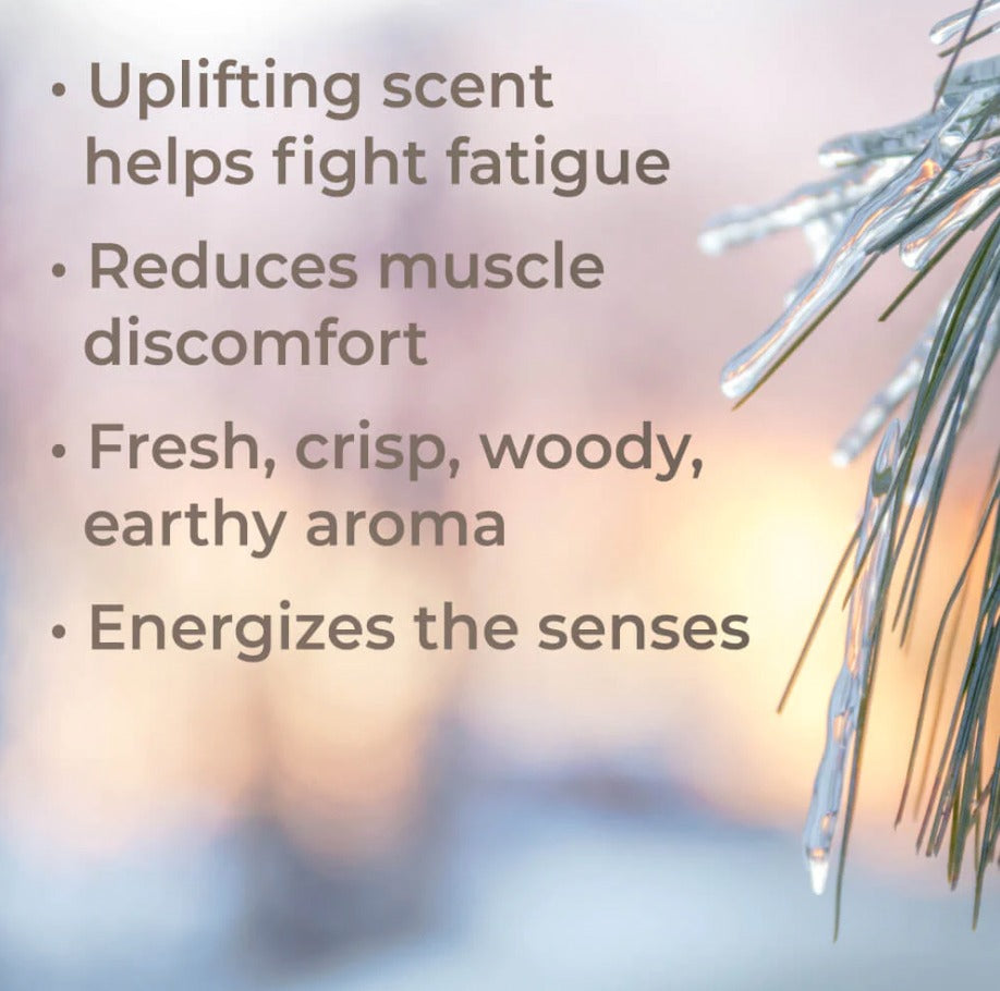 Black Spruce Essential Oil, Organic