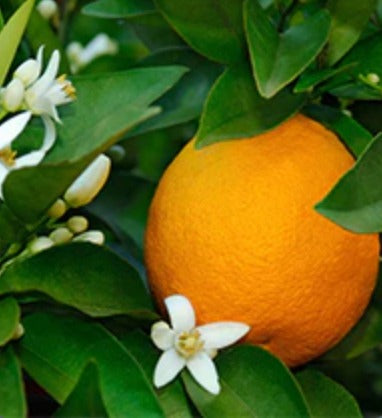 Neroli Essential Oil