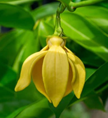 Organic Ylang Ylang Complete Essential Oil