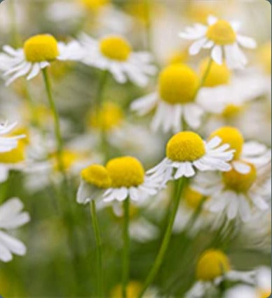 German Chamomile Essential Oil