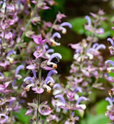 Clary Sage Essential Oil