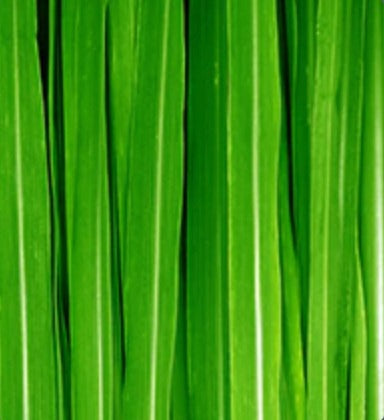 Citronella Essential Oil, Organic