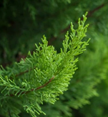 Cypress Essential Oil, Organic