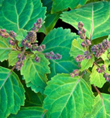 Patchouli Essential Oil, Organic