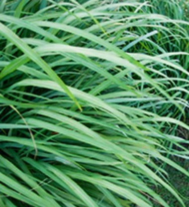 Palmarosa Essential Oil, Organic