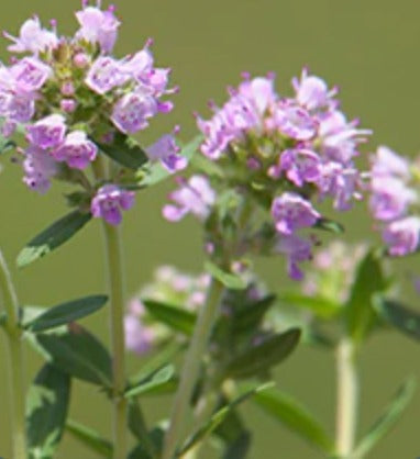 Organic Thyme Thymol Essential Oil