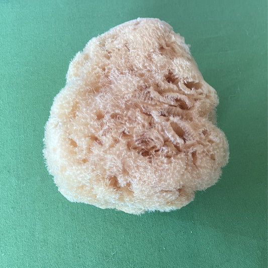 Sea Sponge