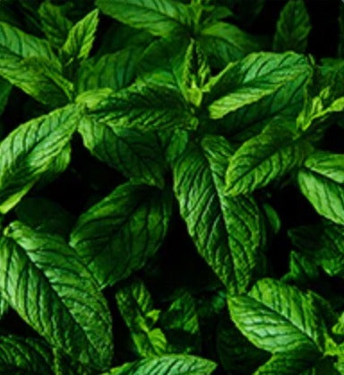 Peppermint Essential Oil