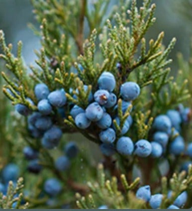 Juniper Berry Essential Oil, Organic