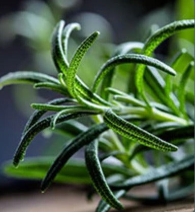 Rosemary 1,8-Cinole Essential Oil, Organic