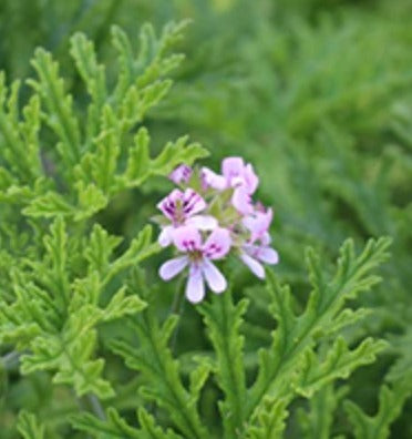 Egyptian Geranium Essential Oil